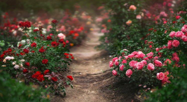 Pourquoi les rosiers ont-ils des feuilles rouges ?