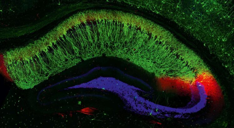 Quelle est la capacité de stockage d'un cerveau ?